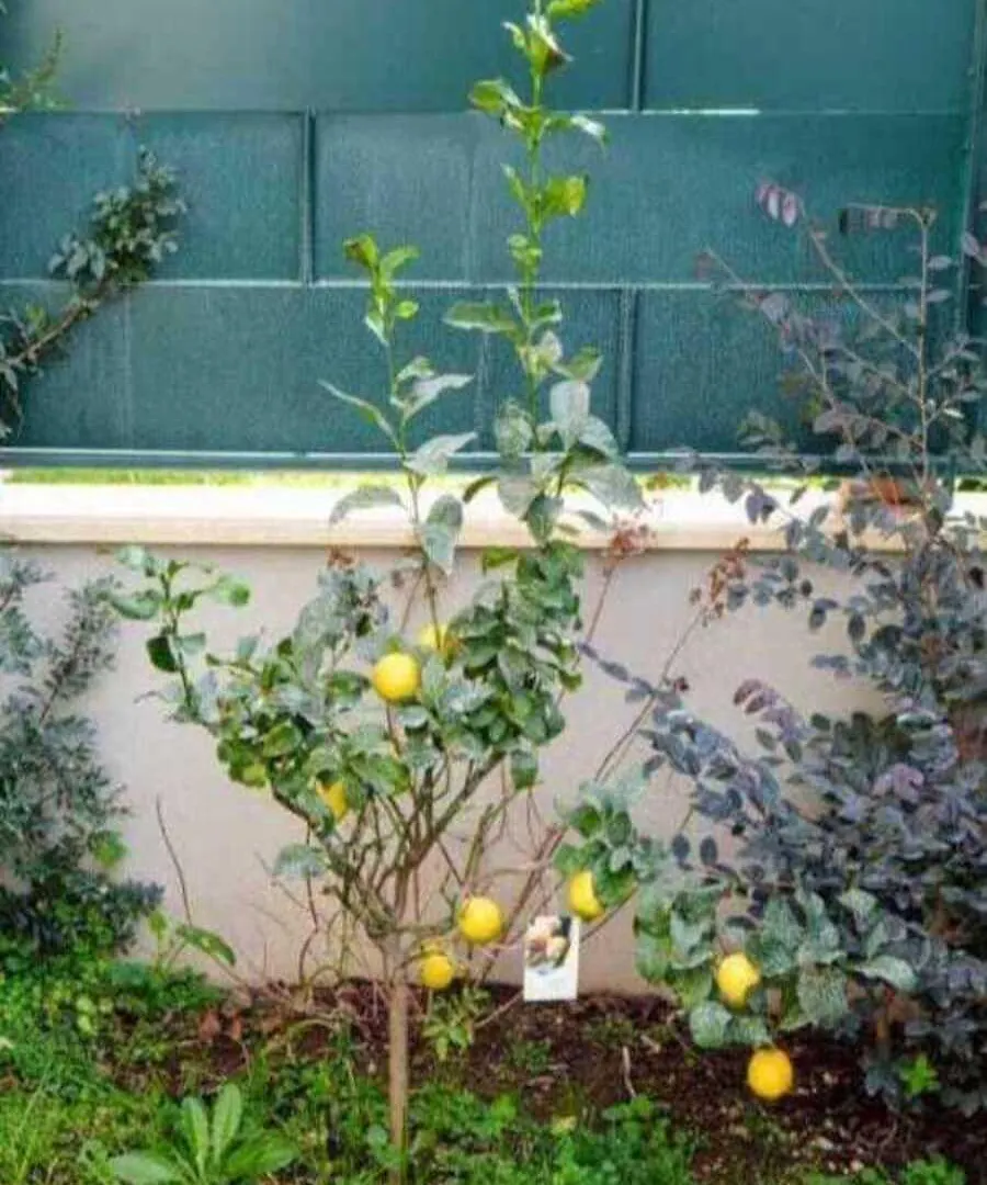 Il Giardino Di Limoni Villa Marino Holiday home