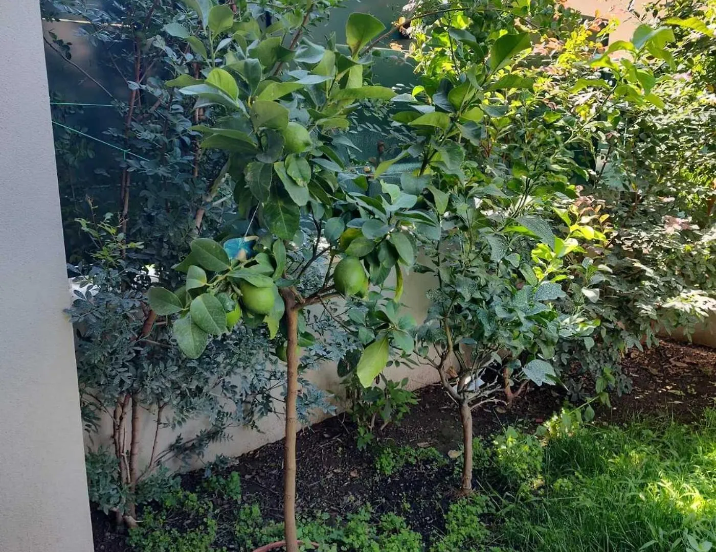 Holiday home Il Giardino Di Limoni Villa Marino Italy
